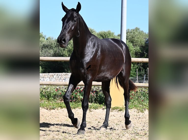 Menorquin Mare 3 years 15,2 hh Black in Menorca