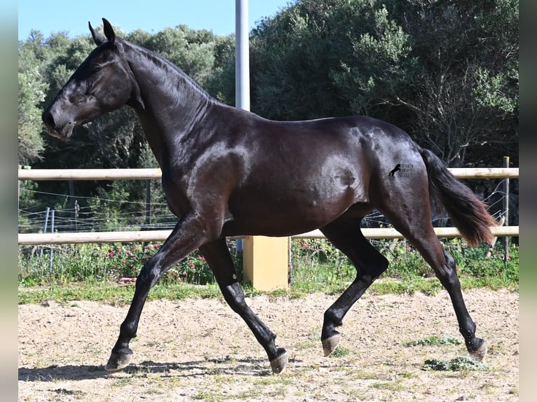 Menorquin Mare 3 years 15,2 hh Black in Menorca
