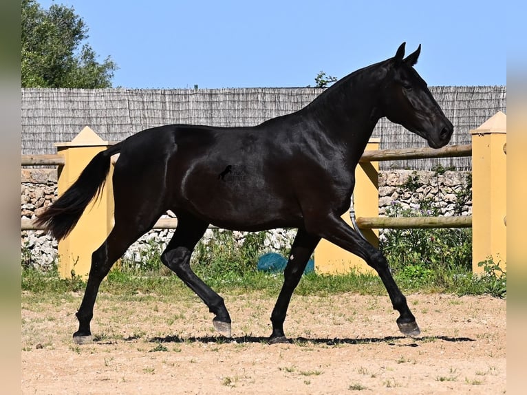 Menorquin Mare 3 years 15,2 hh Black in Menorca