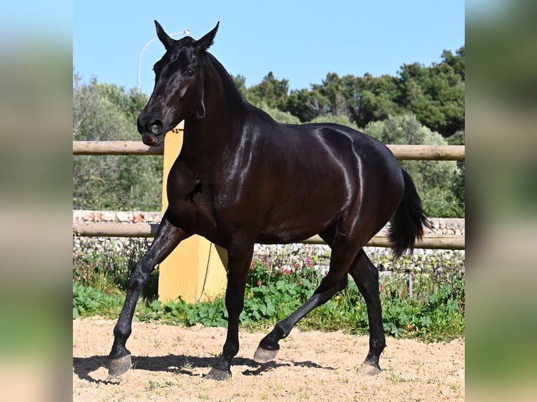 Menorquin Mare 3 years 15,2 hh Black in Menorca