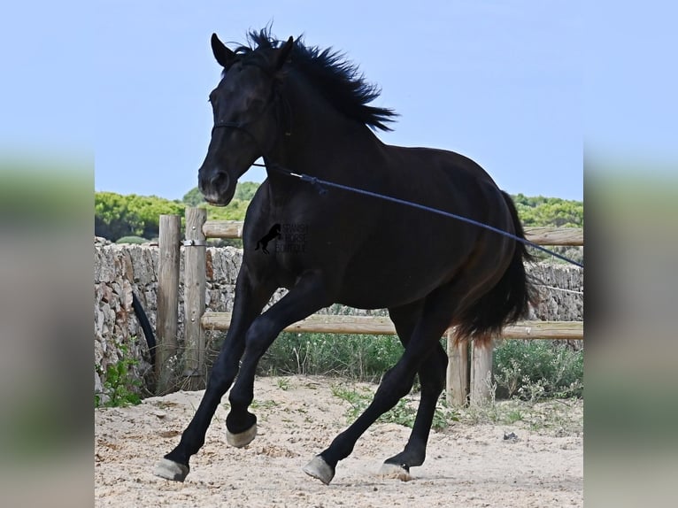 Menorquin Mare 3 years 15.2 hh Black in Menorca