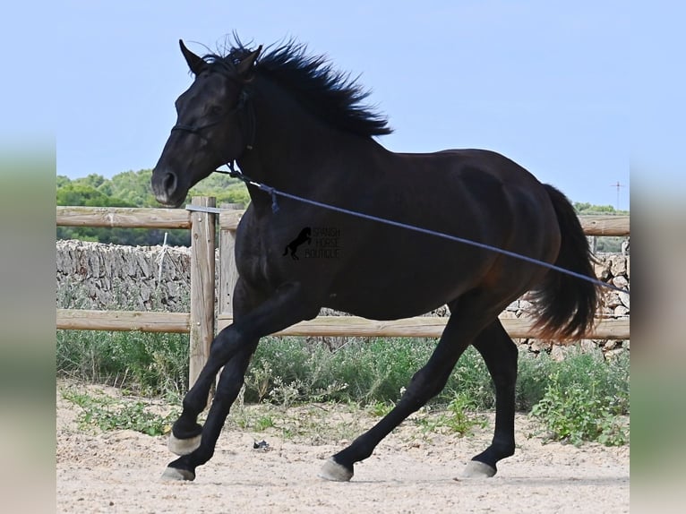 Menorquin Mare 3 years 15.2 hh Black in Menorca