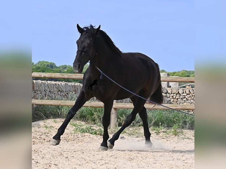 Menorquin Mare 3 years 15.2 hh Black in Menorca