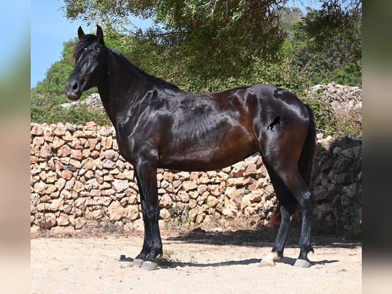 Menorquin Mare 3 years 15.3 hh Black in Menorca