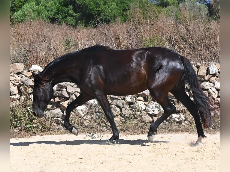 Menorquin Mare 3 years 15.3 hh Black in Menorca