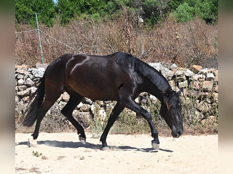 Menorquin Mare 3 years 15.3 hh Black in Menorca