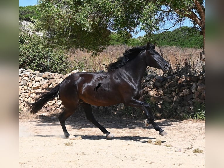 Menorquin Mare 3 years 15.3 hh Black in Menorca