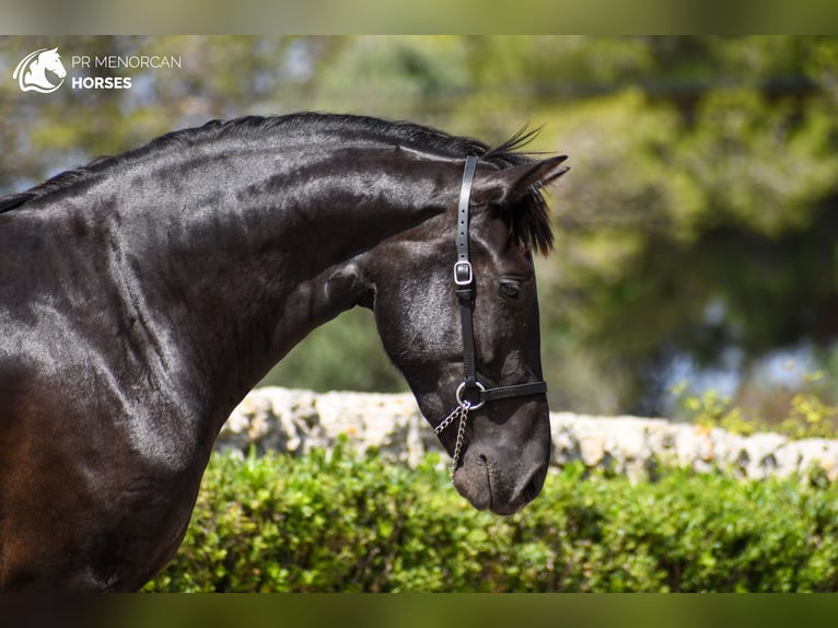 Menorquin Mare 3 years 15 hh in Menorca