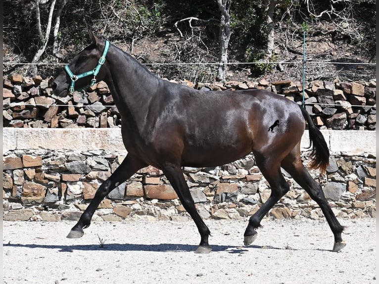 Menorquin Mare 3 years 15,2 hh Black in Menorca