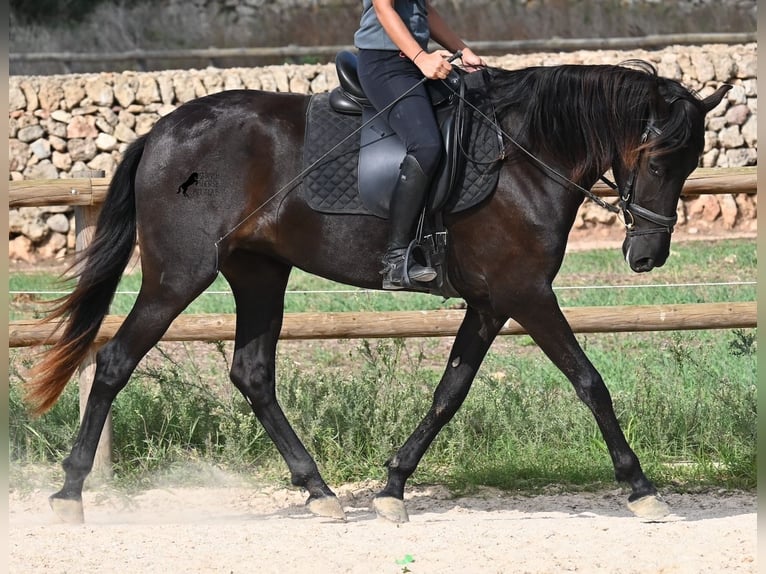 Menorquin Mare 3 years 15,2 hh Black in Menorca