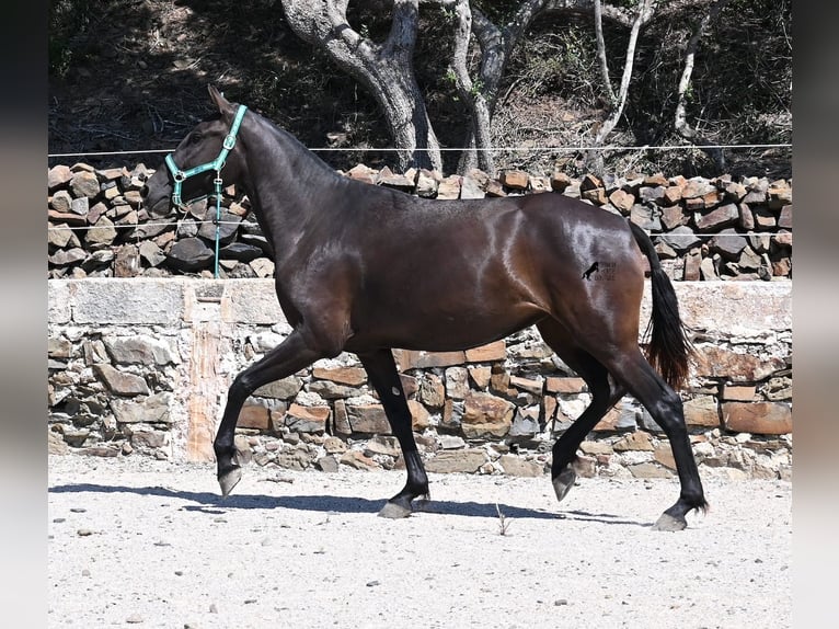 Menorquin Mare 3 years 15,2 hh Black in Menorca
