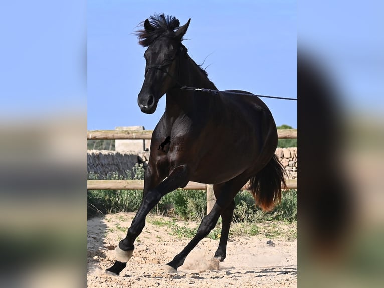 Menorquin Mare 3 years 15,2 hh Black in Menorca