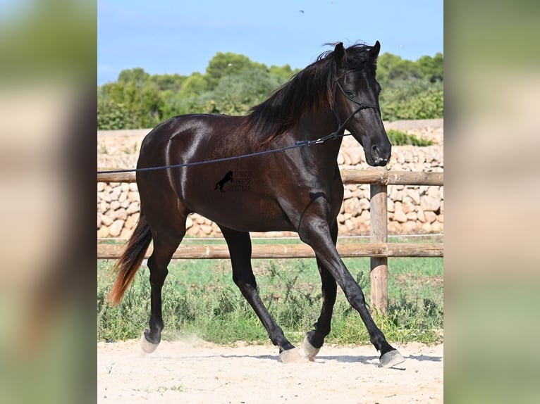 Menorquin Mare 3 years 15,2 hh Black in Menorca