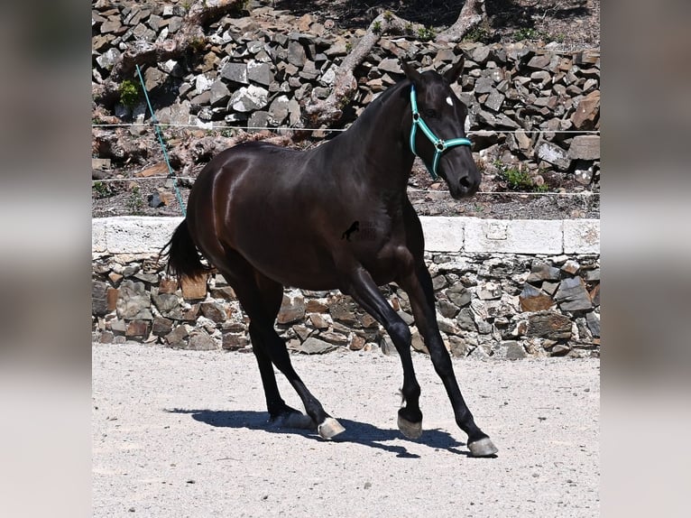 Menorquin Mare 3 years 15,2 hh Black in Menorca