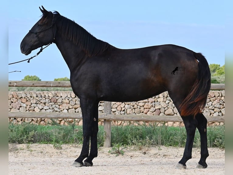 Menorquin Mare 3 years 15,2 hh Black in Menorca