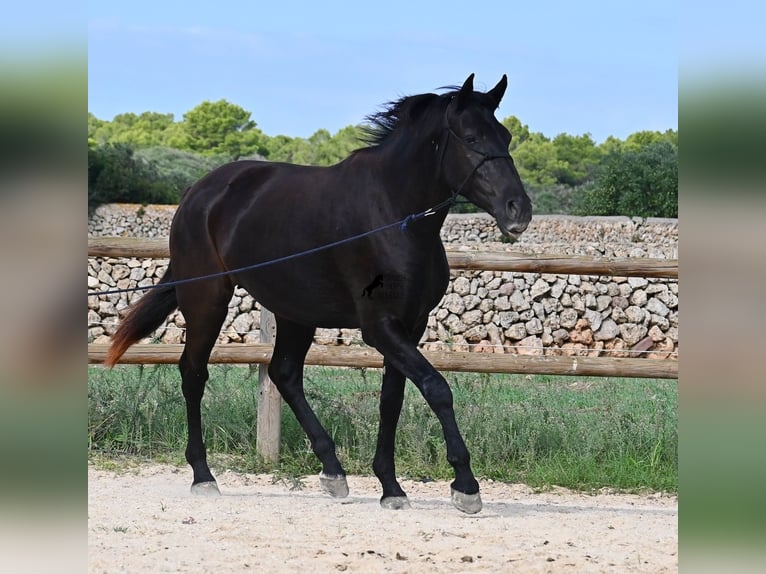 Menorquin Mare 3 years 15,2 hh Black in Menorca
