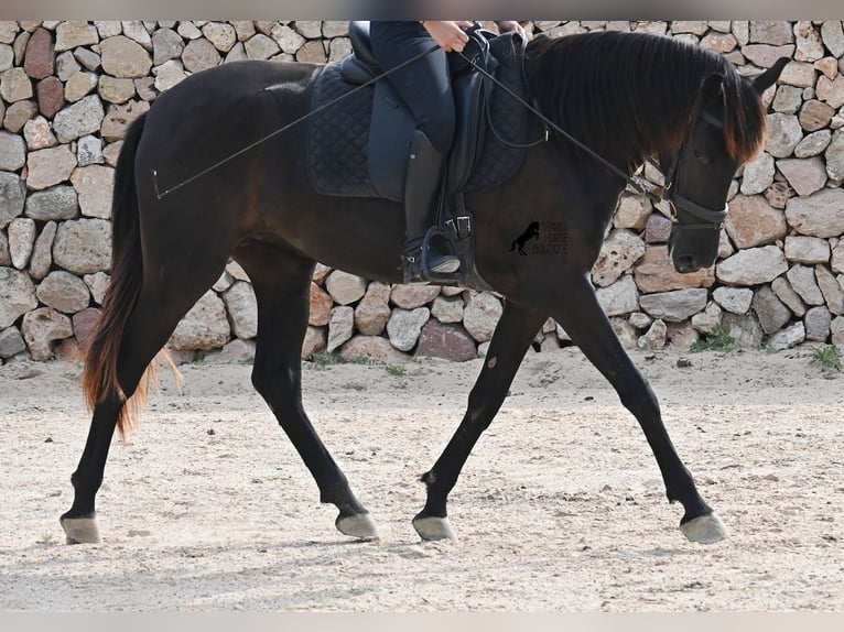Menorquin Mare 3 years 15,2 hh Black in Menorca