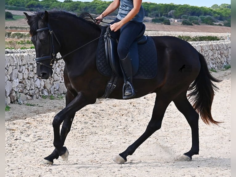 Menorquin Mare 3 years 15,2 hh Black in Menorca