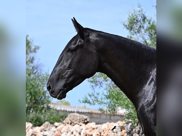 Menorquin Mare 3 years 16.1 hh Black in Menorca