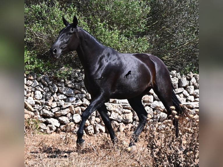 Menorquin Mare 3 years 16.1 hh Black in Menorca
