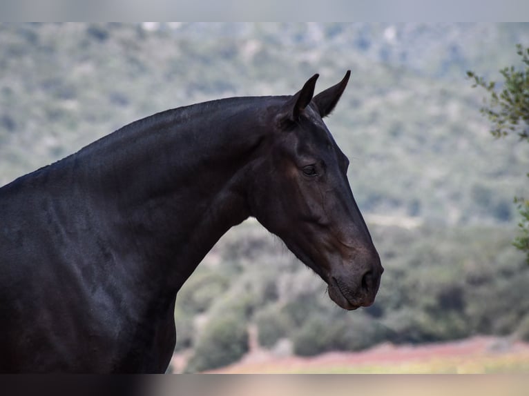 Menorquin Mare 3 years 16,1 hh Black in Menorca