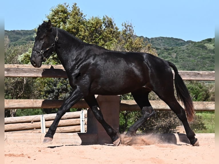 Menorquin Mare 3 years 16.1 hh Black in Menorca