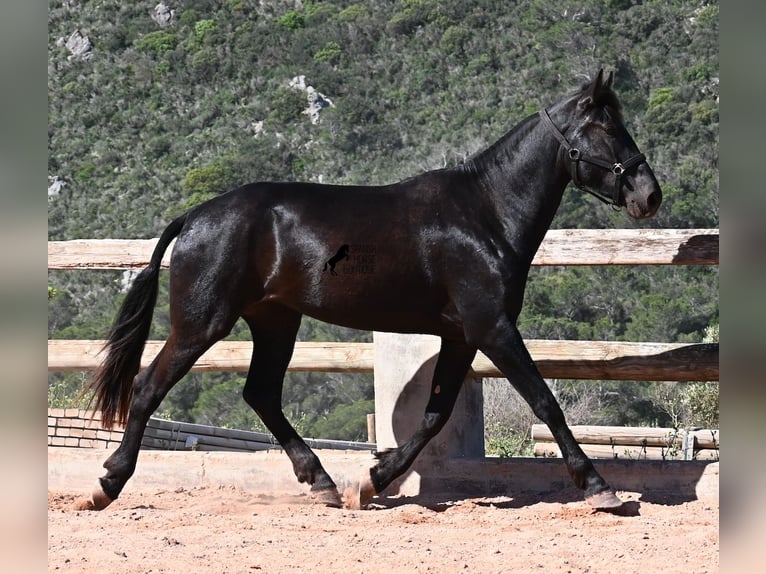 Menorquin Mare 3 years 16.1 hh Black in Menorca