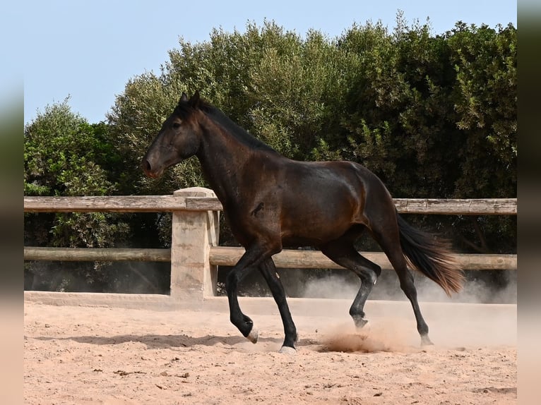 Menorquin Mare 3 years 16.1 hh Black in Menorca