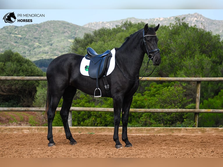 Menorquin Mare 3 years 16 hh Black in Menorca