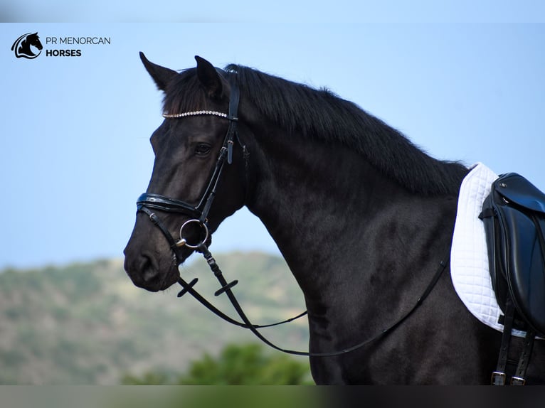 Menorquin Mare 3 years 16 hh Black in Menorca