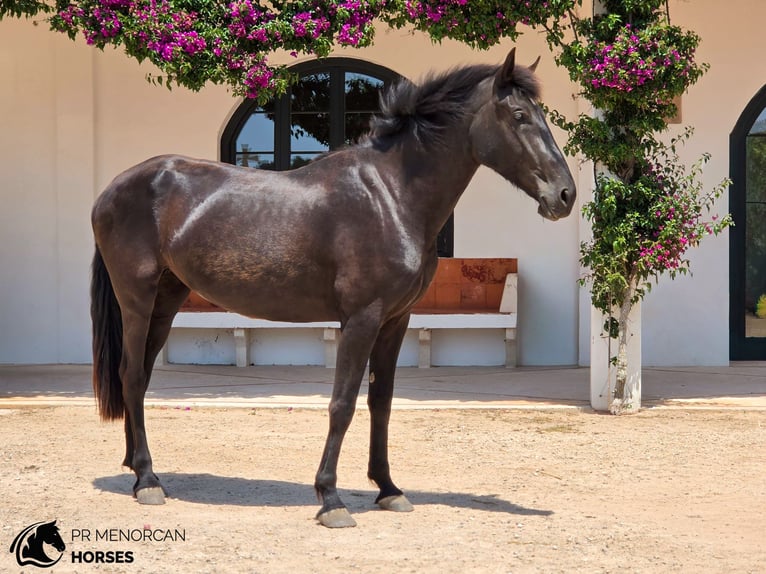Menorquin Mare 3 years 16 hh Black in Menorca
