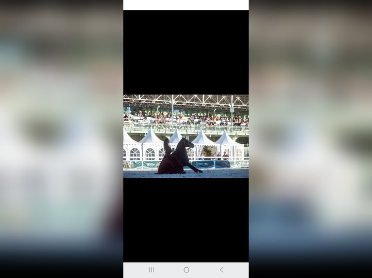 Menorquin Mare 3 years 16 hh Black in Laroque