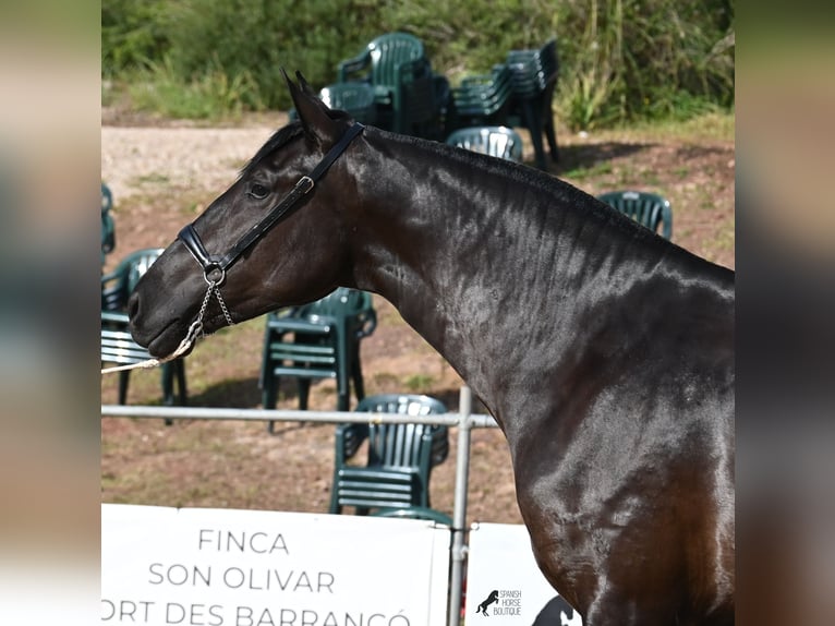 Menorquin Mare 3 years 16 hh Black in Menorca