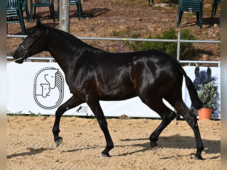Menorquin Mare 3 years 16 hh Black in Menorca