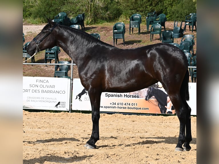 Menorquin Mare 3 years 16 hh Black in Menorca