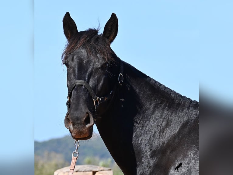 Menorquin Mare 3 years 16,1 hh Black in Menorca