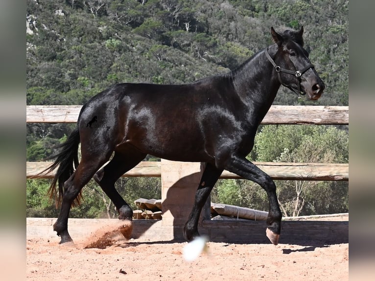 Menorquin Mare 3 years 16,1 hh Black in Menorca
