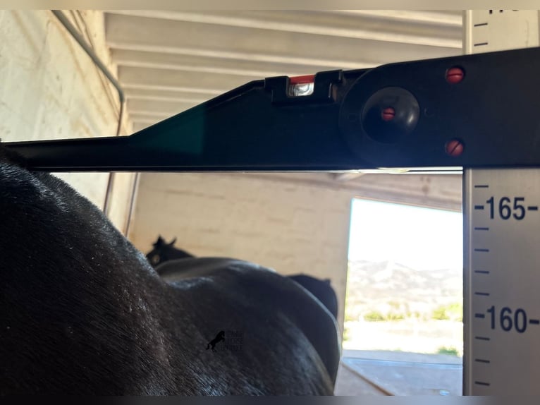 Menorquin Mare 3 years 16,1 hh Black in Menorca