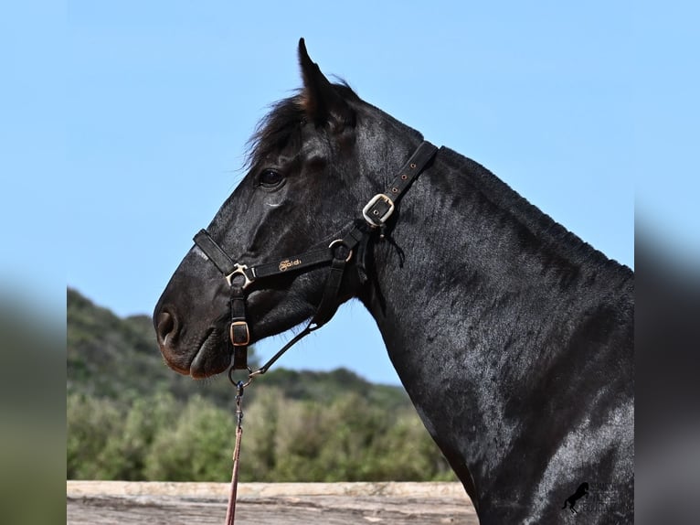 Menorquin Mare 3 years 16,1 hh Black in Menorca