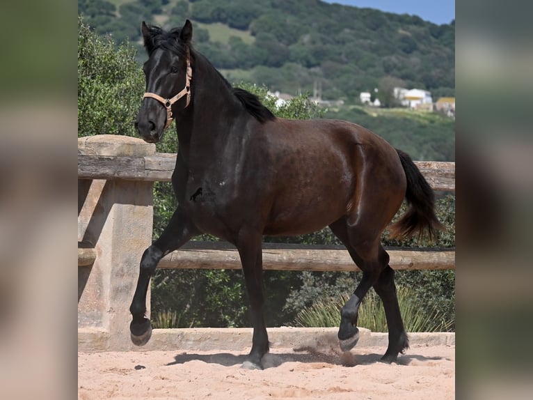 Menorquin Mare 3 years 16,2 hh Black in Menorca