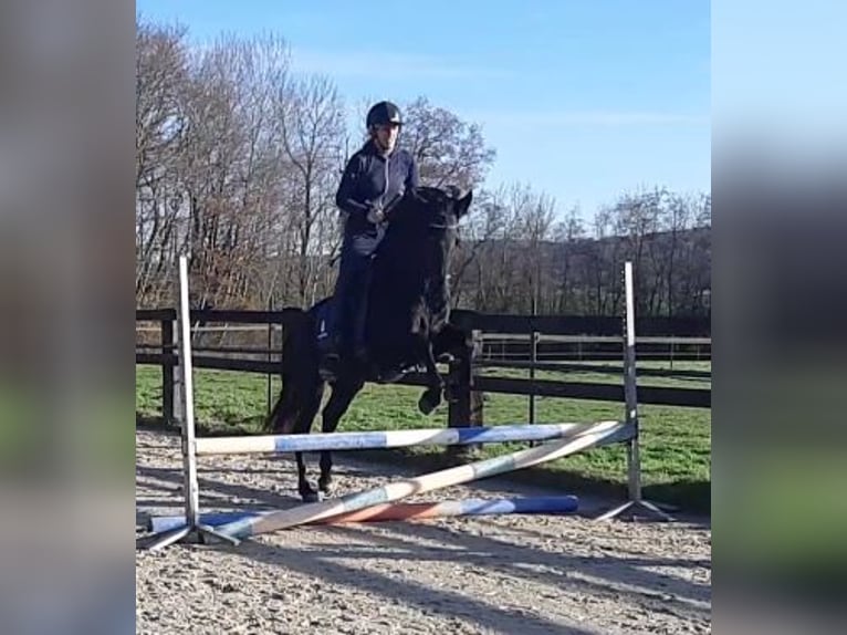 Menorquin Mare 4 years 15,1 hh Black in Beveuge