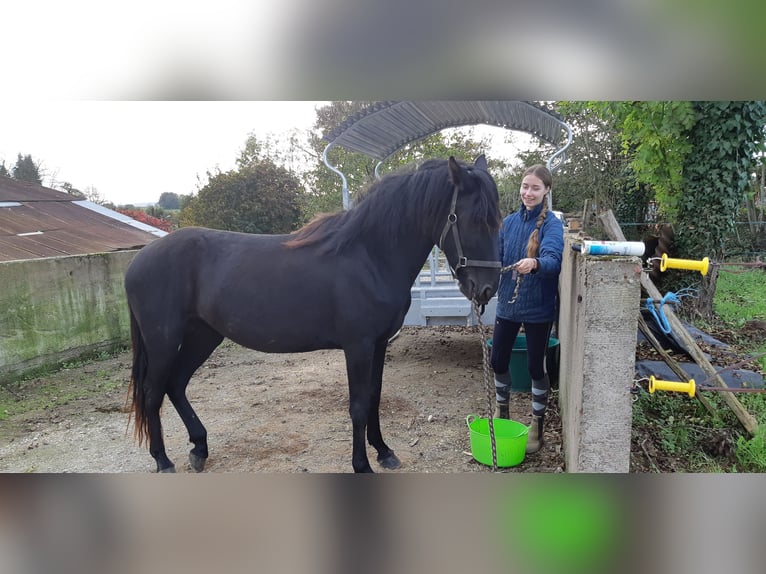 Menorquin Mare 4 years 15,1 hh Black in Beveuge