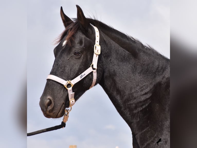 Menorquin Mare 4 years 15,1 hh Black in Menorca