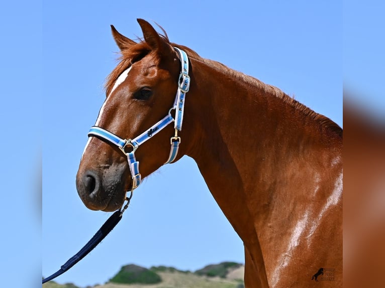 Menorquin Mare 4 years 15.1 hh Chestnut-Red in Menorca