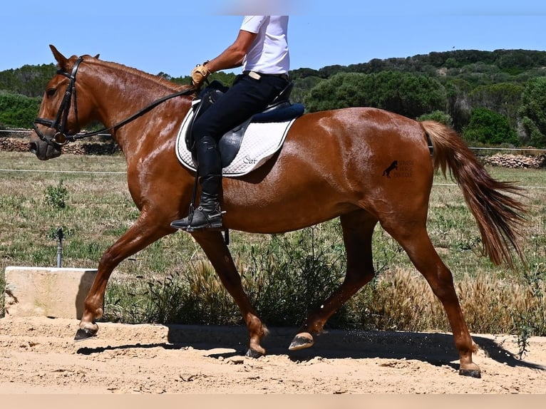 Menorquin Mare 4 years 15.1 hh Chestnut-Red in Menorca