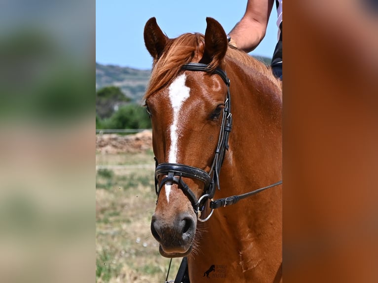 Menorquin Mare 4 years 15.1 hh Chestnut-Red in Menorca