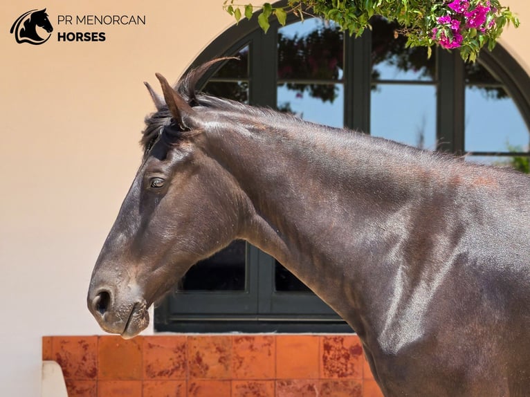 Menorquin Mare 4 years 15.2 hh Black in Menorca