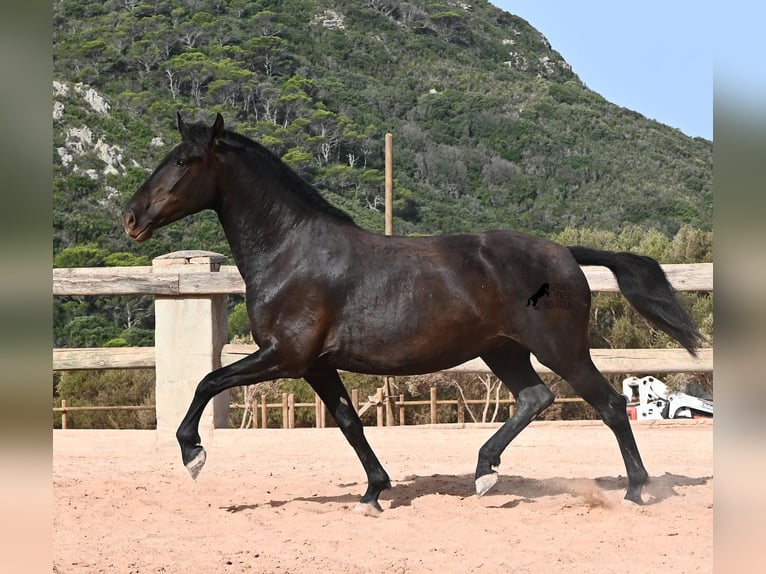Menorquin Mare 4 years 15.2 hh Black in Menorca