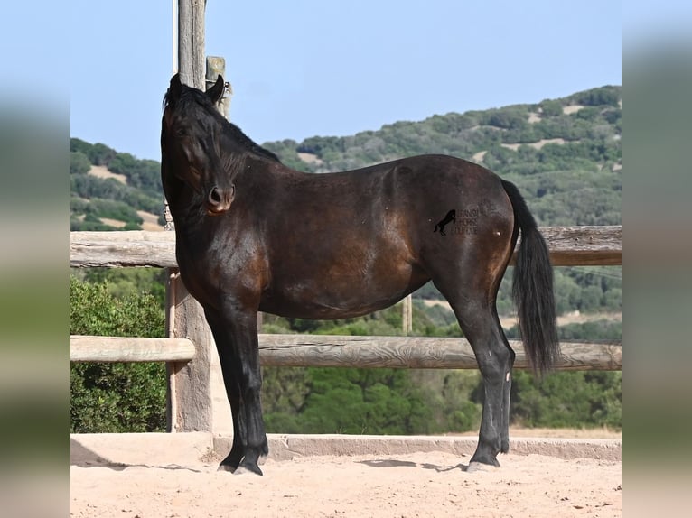 Menorquin Mare 4 years 15.2 hh Black in Menorca