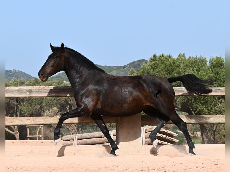 Menorquin Mare 4 years 15.2 hh Black in Menorca
